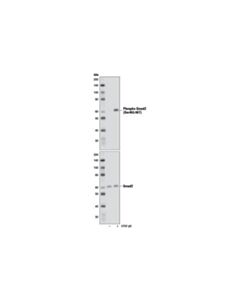 Cell Signaling Smad2/3 Control Cell Extracts