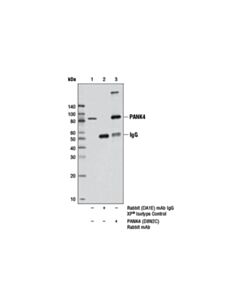 Cell Signaling Pank4 (D8n2c) Rabbit mAb