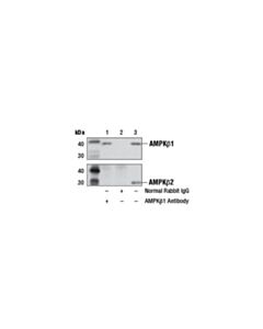 Cell Signaling Ampkbeta1 Antibody