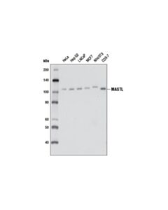 Cell Signaling Mastl (D3j4y) Rabbit mAb