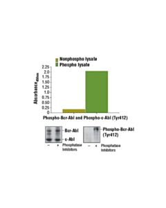 Cell Signaling Pthscn Phospho-C-Abl (Tyr412)Sndwich Elisa Kit Apply) (Additional