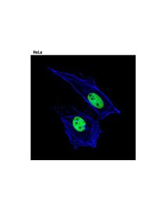 Cell Signaling Mcm2 (1e7) Mouse mAb