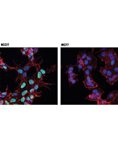 Cell Signaling Hmga1 (D4f8) Rabbit mAb