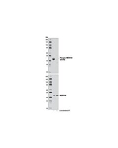 Cell Signaling Phospho-Merit40 (Ser29) Antibody