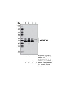 Cell Signaling Mapkapk-2 (D1e11) Rabbit mAb