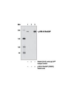 Cell Signaling P190-A Rhogap (D8q6c) Rabbit mAb