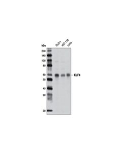 Cell Signaling KLF4 (D1F2) Rabbit mAb 20 uL
