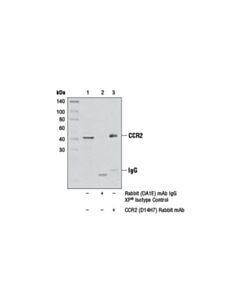 Cell Signaling Ccr2 (D14h7) Rabbit mAb