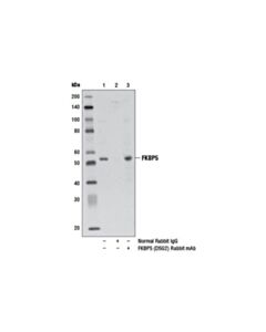 Cell Signaling Fkbp5 (D5g2) Rabbit mAb