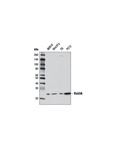 Cell Signaling Rab3a (D7b10) Rabbit mAb