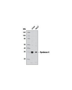 Cell Signaling Syndecan 4 Antibody