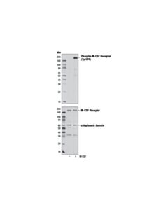 Cell Signaling Phospho-Csf-1r/M-Csf-R (Tyr699) (D10b11) Rabbit mAb