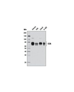 Cell Signaling E2a (D2b1) Rabbit mAb