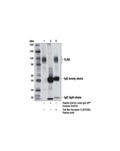 Cell Signaling Toll-Like Receptor 2 (D7g9z) Rabbit mAb