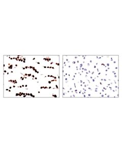 Cell Signaling Tead1 (D9x2l) Rabbit mAb