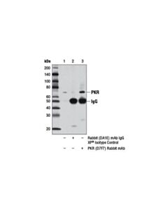 Cell Signaling Pkr (D7f7) Rabbit mAb
