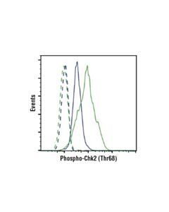 Cell Signaling Phosphoplus Chk2 (Thr68) Antibody Duet
