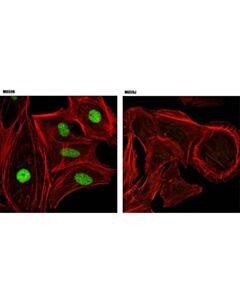 Cell Signaling Dna-Pkcs (3h6) Mouse mAb