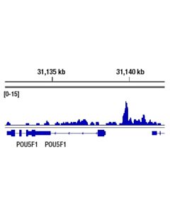 Cell Signaling Arid1a/Baf250a (D2a8u) Rabbit mAb