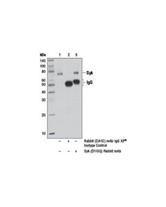 Cell Signaling Syk (D1i5q) Rabbit mAb