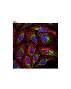 Cell Signaling Dlat (4a4-B6-C10) Mouse mAb