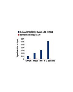 Cell Signaling Histone H2b (D2h6) Rabbit mAb