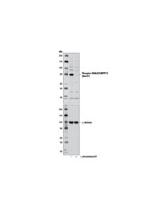 Cell Signaling Phospho-Dnajc2/Mpp11 (Ser47) Antibody