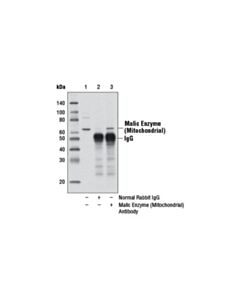 Cell Signaling Malic Enzyme 2 Antibody