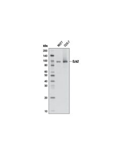 Cell Signaling Ezh2 (D2c9) Xp  Rabbit mAb (Biotinylated)