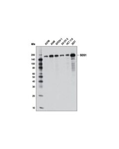 Cell Signaling Sos1 (D3t7t) Rabbit mAb