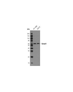Cell Signaling Smad1 (D59d7) Xp Rabbit mAb (Biotinylated)