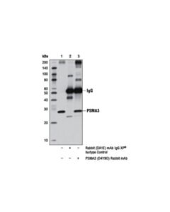 Cell Signaling Psma3 (D4y9o) Rabbit mAb