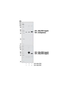 Cell Signaling Ck1epsilon Antibody