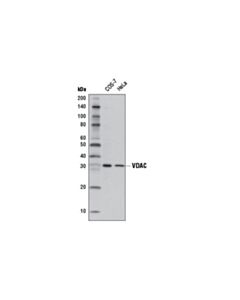 Cell Signaling Vdac (D73d12) Rabbit mAb (Hrp Conjugate)