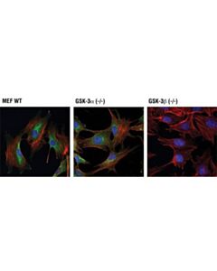 Cell Signaling Gsk-3beta (D5c5z) Xp Rabbit mAb
