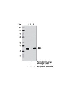 Cell Signaling Bre (D8q1j) Rabbit mAb