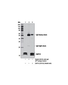 Cell Signaling Dap12 (D7g1x) Rabbit mAb