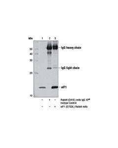 Cell Signaling Eif1 (D7g3l) Rabbit mAb