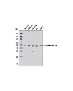 Cell Signaling Cbara1/Micu1 (D4p8q) Rabbit mAb