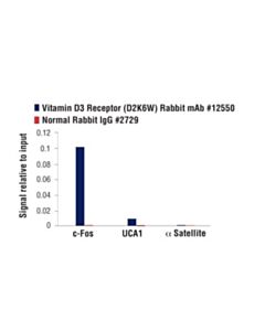 Cell Signaling Vitamin D3 Receptor (D2k6w) Rabbit mAb