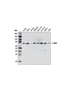 Cell Signaling c-Raf (D5X6R) Mouse mAb 20 uL