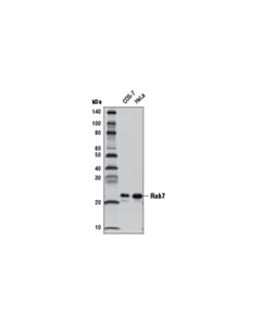 Cell Signaling Rab7 (D95f2) Xp  Rabbit mAb (Hrp Conjugate)