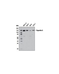 Cell Signaling Exportin 5 (D7W6W) Rabbit mAb 20 uL