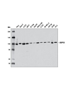 Cell Signaling Usp13 (D4p3m) Rabbit mAb