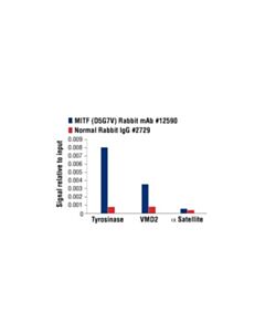 Cell Signaling Mitf (D5g7v) Rabbit mAb