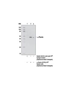 Cell Signaling Alpha-Parvin (D7f9) Xp  Rabbit mAb (Sepharose Bead Conjugate)