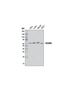 Cell Signaling HEXIM1 (D5Y5K) Rabbit mAb 20 uL