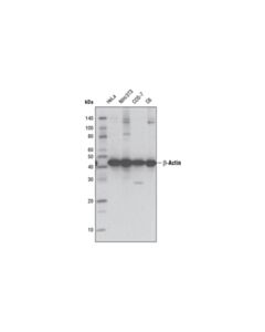 Cell Signaling Beta-Actin (D6a8) Rabbit mAb (Hrp Conjugate)