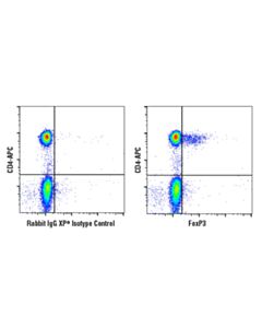 Cell Signaling Foxp3 (D6o8c) Rabbit mAb