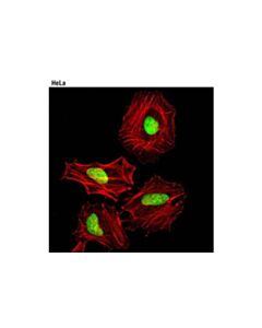 Cell Signaling Thoc4/Aly (D3r4r) Rabbit mAb